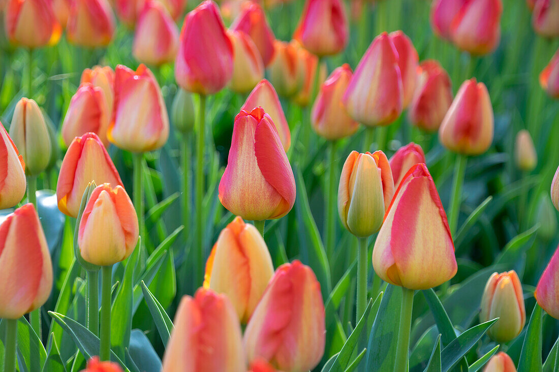 Tulpe (Tulipa) 'Prins Claus'