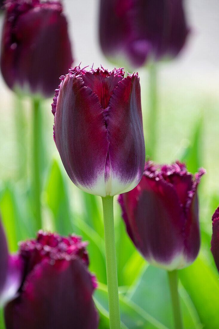 Tulipa Purple Crystal