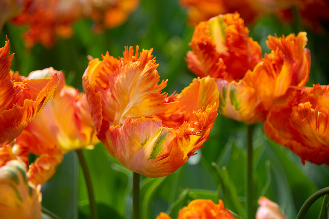 Tulpe (Tulipa) 'Parrot King'