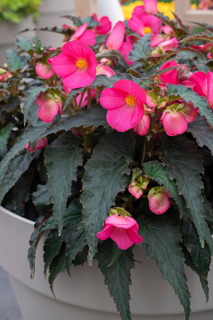 Begonie (Begonia) 'Florencio Hot Pink'