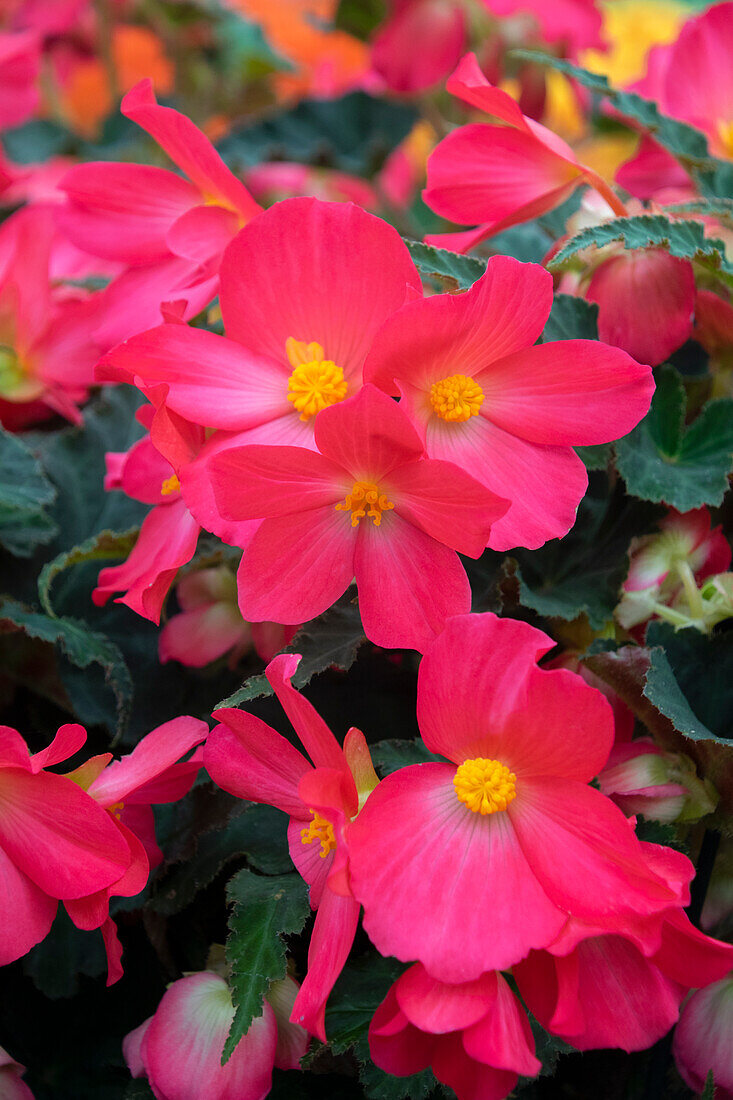 Begonie (Begonia) 'Florencio Cerise'