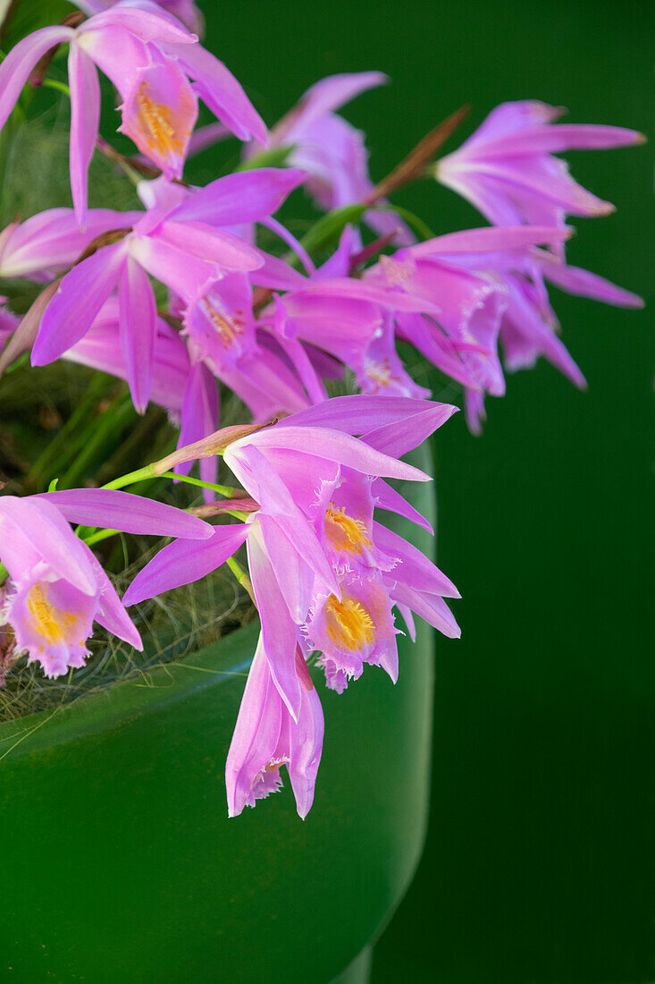 Japanorchidee (Bletilla striata)