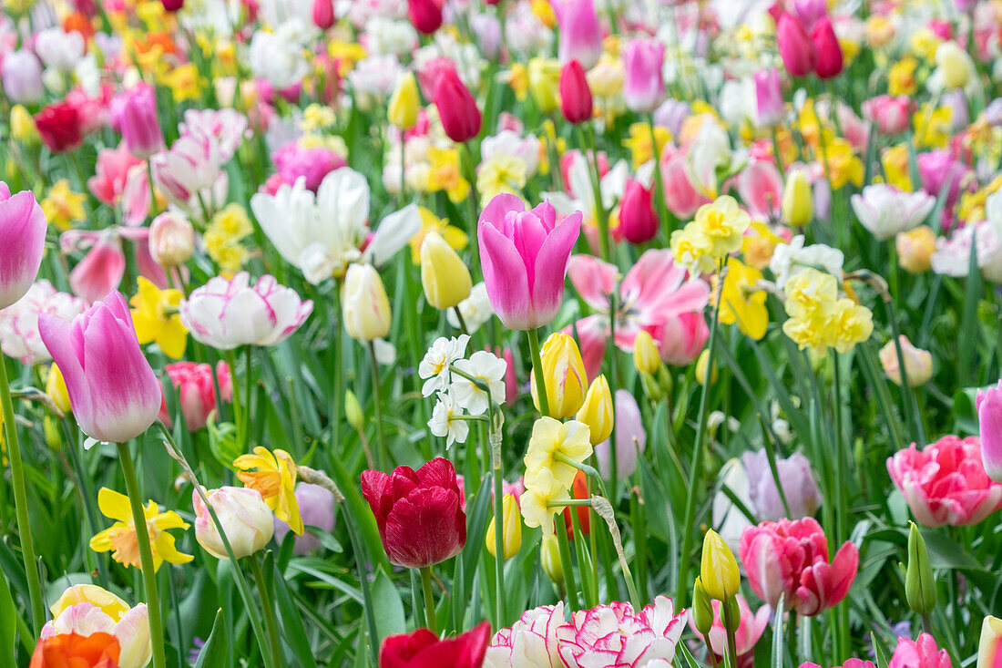 Mixed spring bulbs