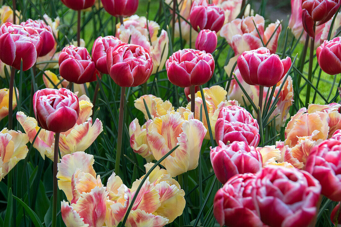 Tulipa Blushing Parrot, Drumline