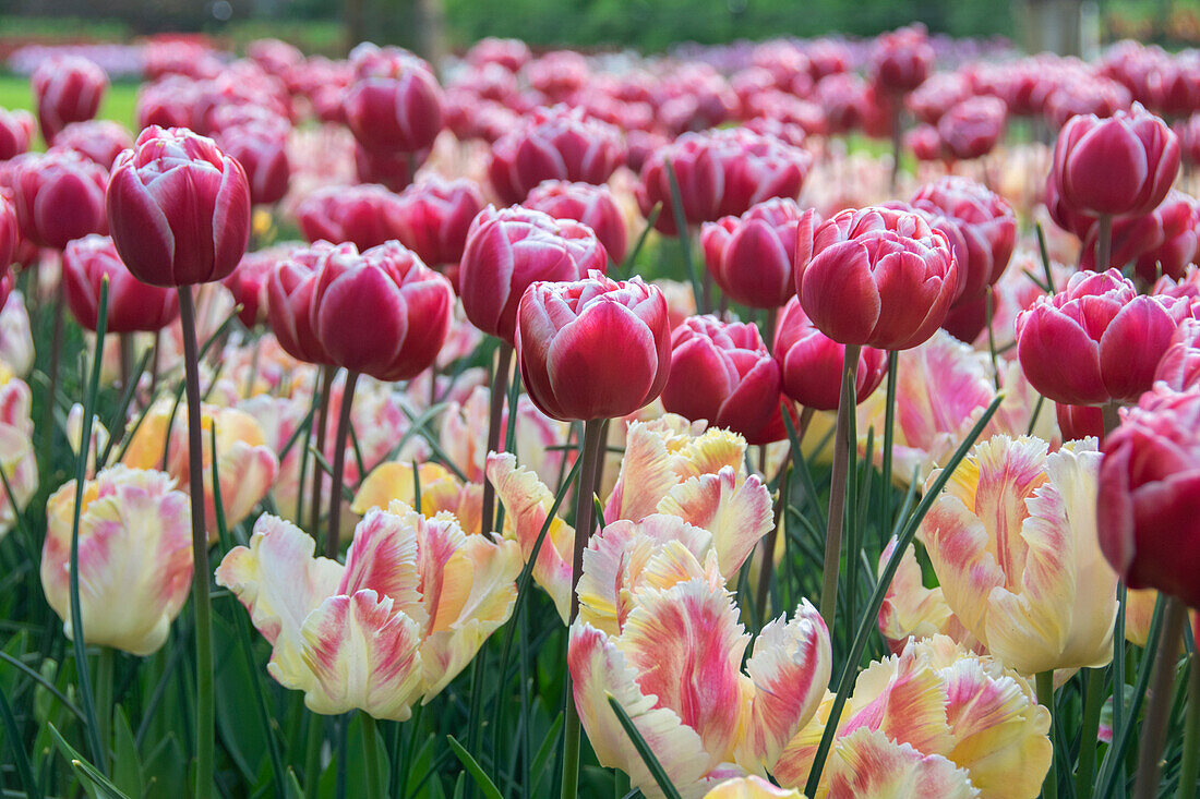 Tulpe (Tulipa) 'Blushing Parrot', 'Drumline'