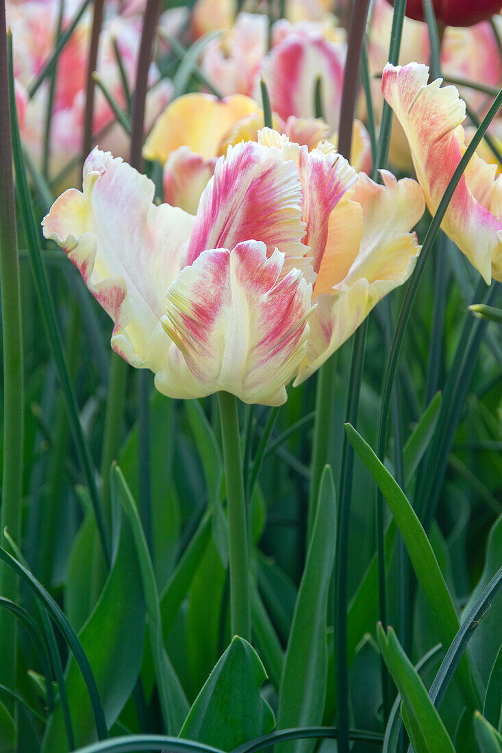 Tulpe (Tulipa) 'Blushing Parrot'