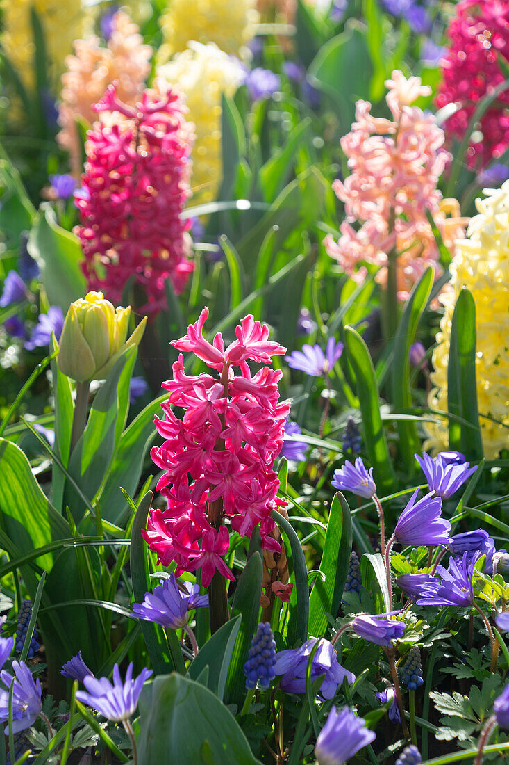 Hyacinthus in spring border