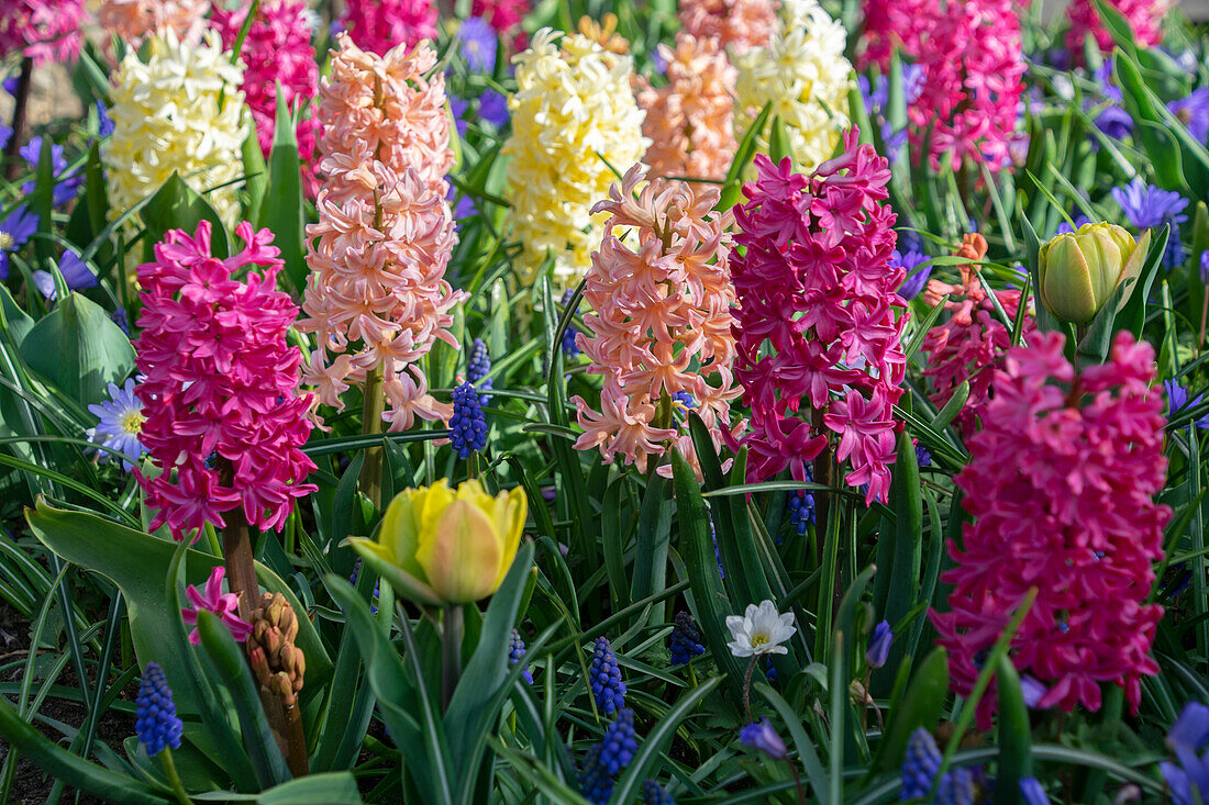 Hyacinthus in spring border