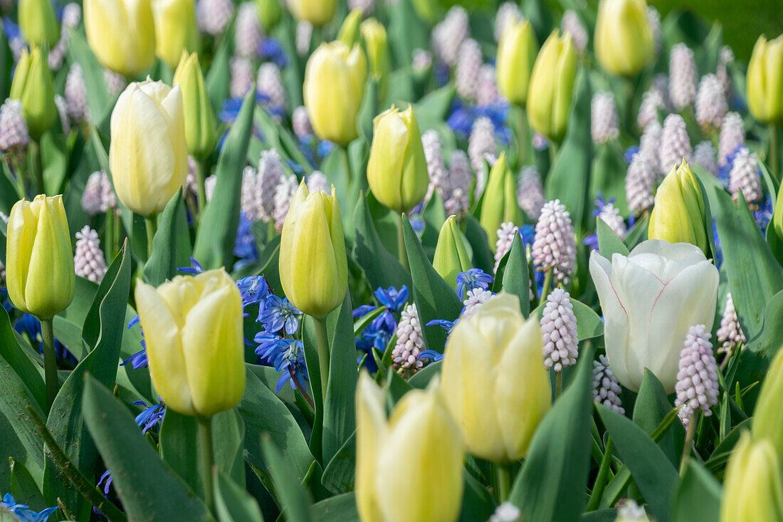 Mixed spring bulbs