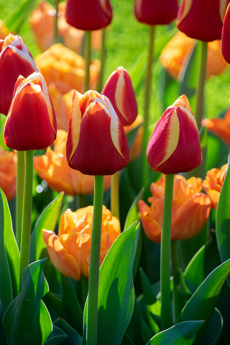 Tulpe (Tulipa) 'Spirit', ' Lorenzo'