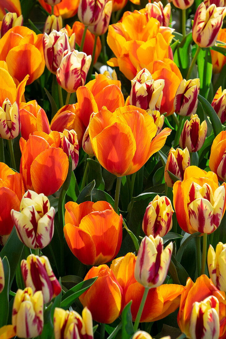 Tulipa Flair, Grand Perfection