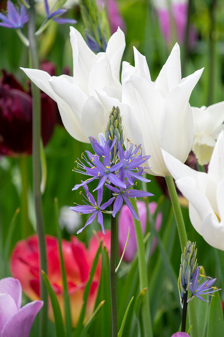 Tulipa White Triumphator, Camassia leichtlinii Caerulea