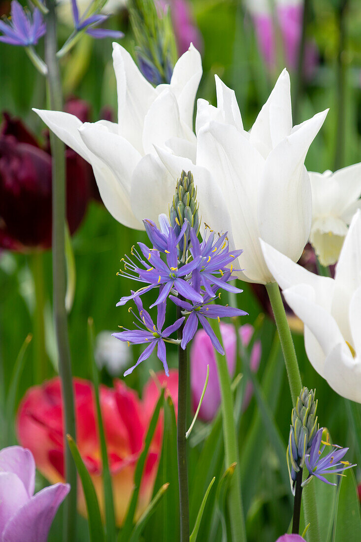 Tulpe (Tulipa) 'White Triumphator', Leichtlin-Prärielilie (Camassia leichtlinii) 'Caerulea'