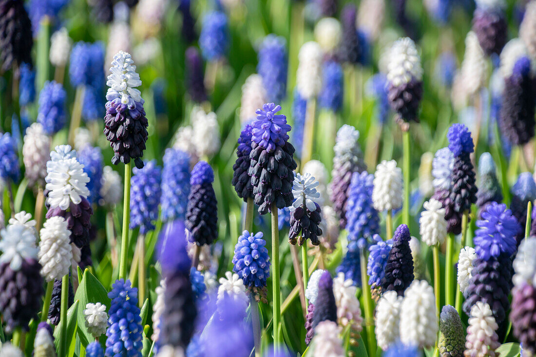 Muscari mixed