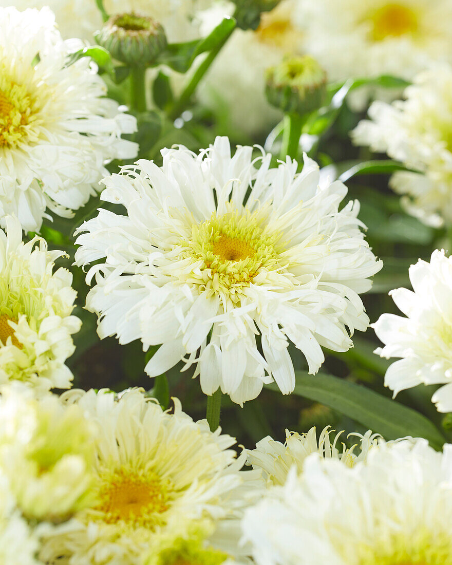 Leucanthemum Ice Cream Dream