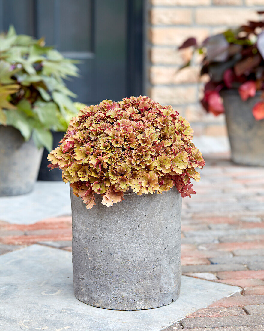 Purpurglöckchen (Heuchera) 'Frilly'