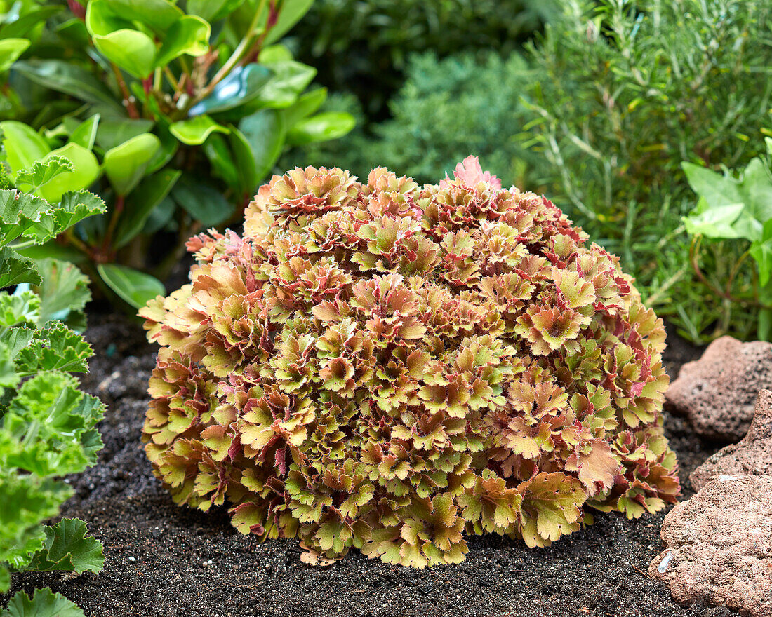 Heuchera Frilly