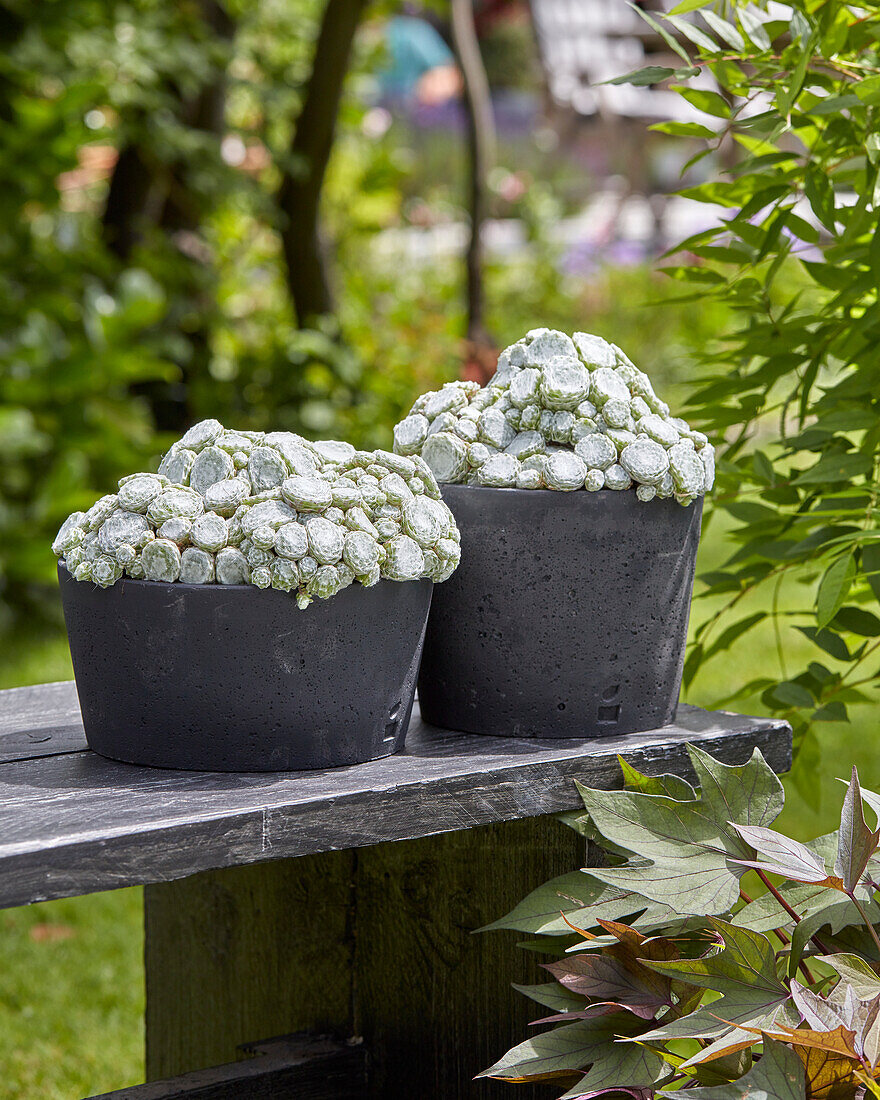 Hauswurz (Sempervivum) 'Arctic White'