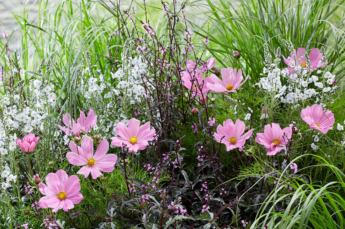 Gartenbeet mit mehrjährigen Pflanzen