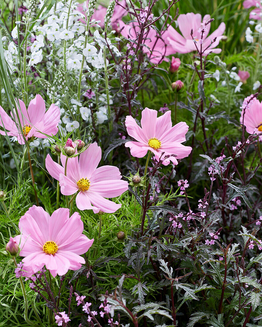 Gartenbeet mit mehrjährigen Pflanzen