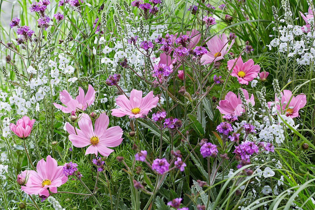 Schmuckkörbchen (Cosmos bipinnatus), Enzian-Ehrenpreis (Veronica gentianoides), Steifes Eisenkraut (Verbena rigida)