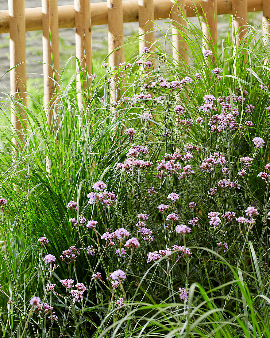 Pennisetum alopecuroides Hameln, Verbena bonariensis