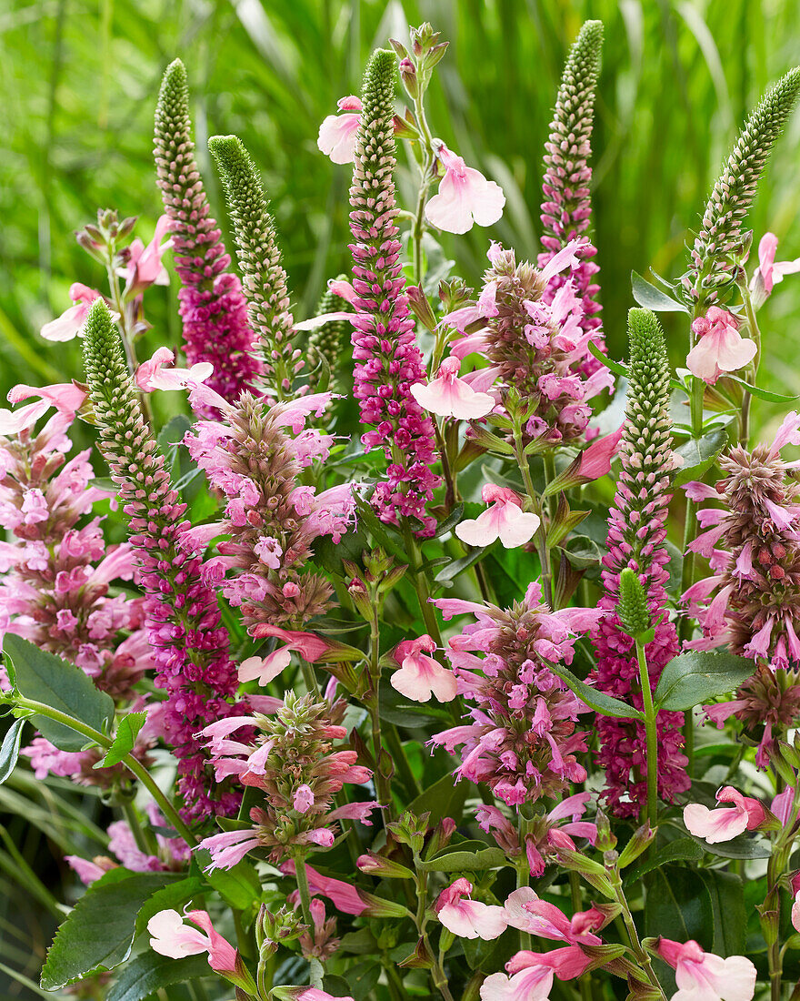 Pink perennial mix