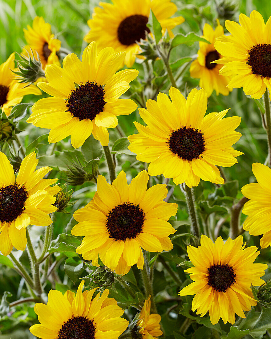 Sonnenblume (Helianthus annuus) 'Sunblast'