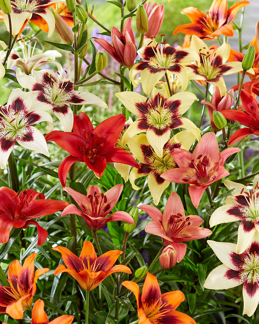 Lilium asiatic mix