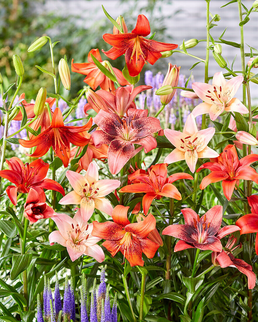 Lilium asiatic mix