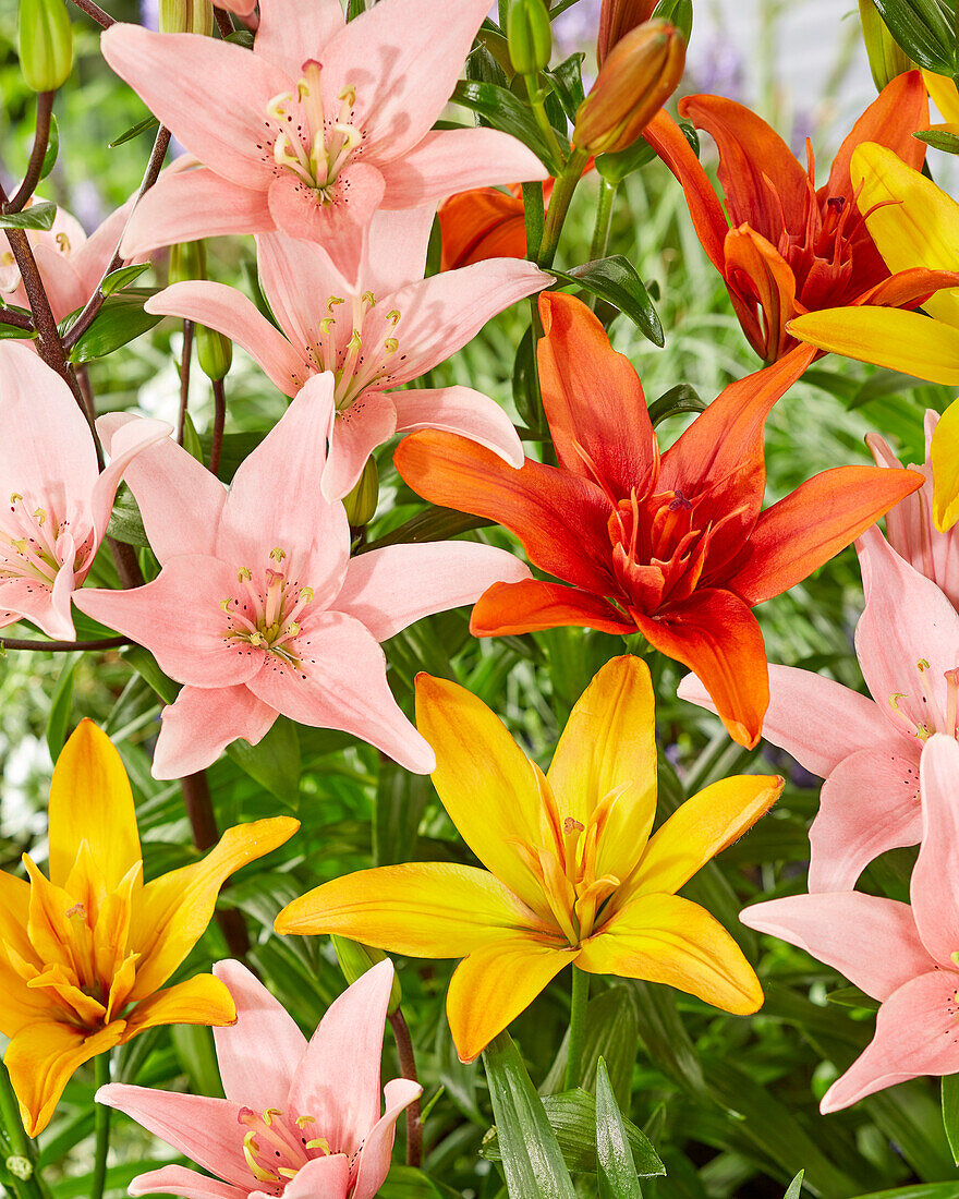 Asiatische Lilie (Lilium asiatic), Mischung