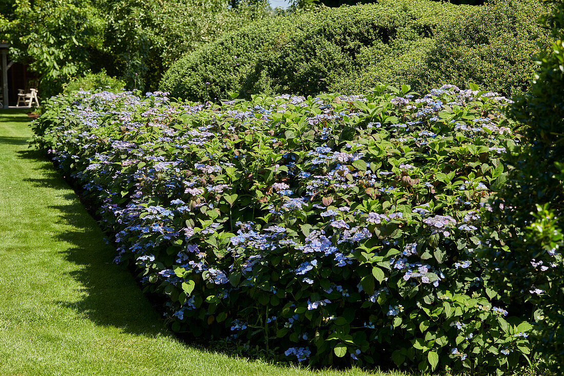 Hydrangea serrata Veerle®