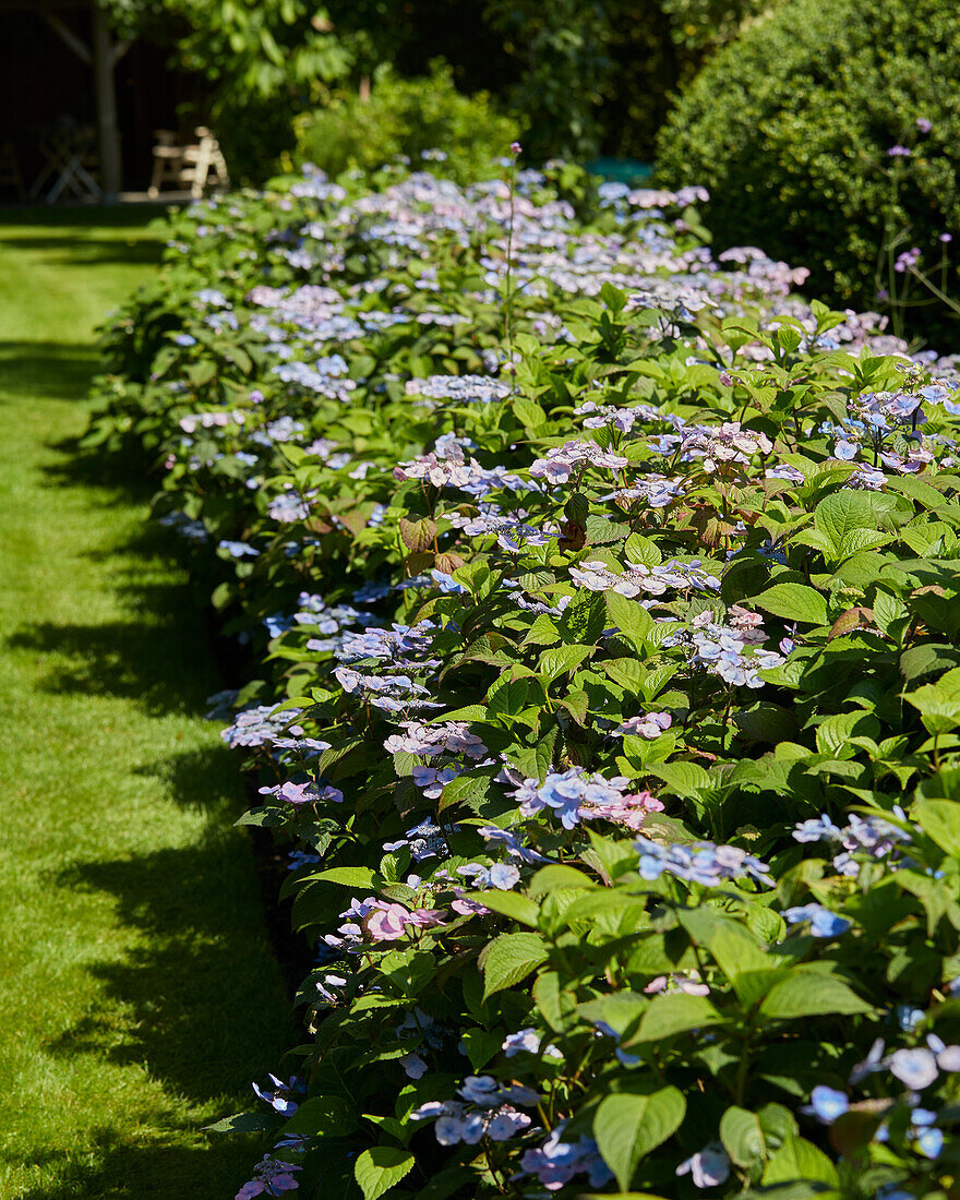 Hydrangea serrata Veerle®