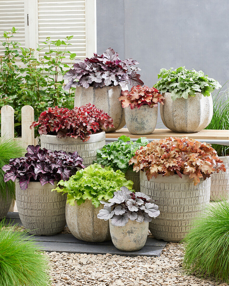 Heuchera Berry collection