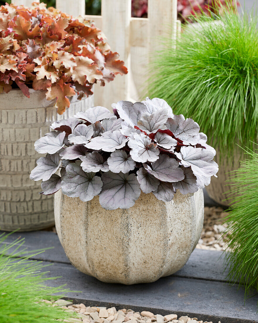 Heuchera Silverberry, Heuchera Silver Berry