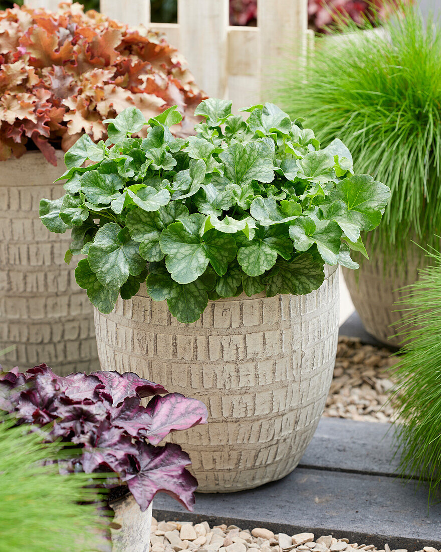 Purpurglöckchen (Heuchera) 'Winter Berry'