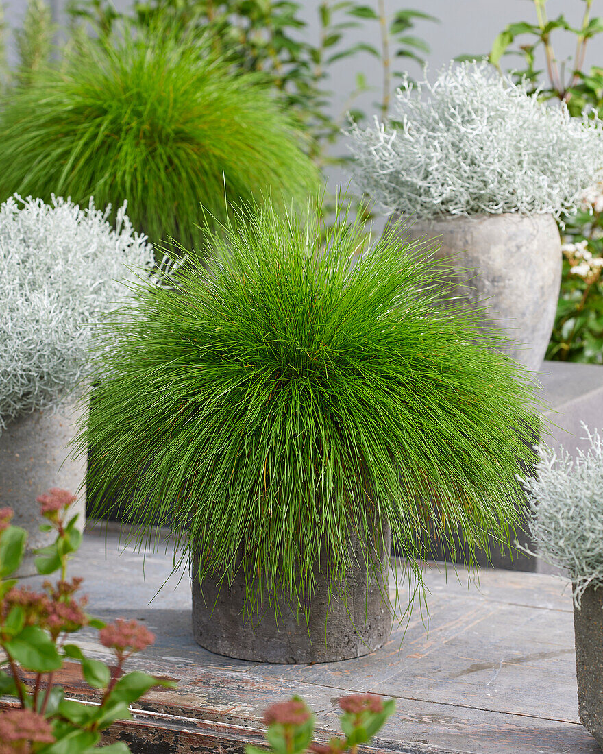 Ornamental grass