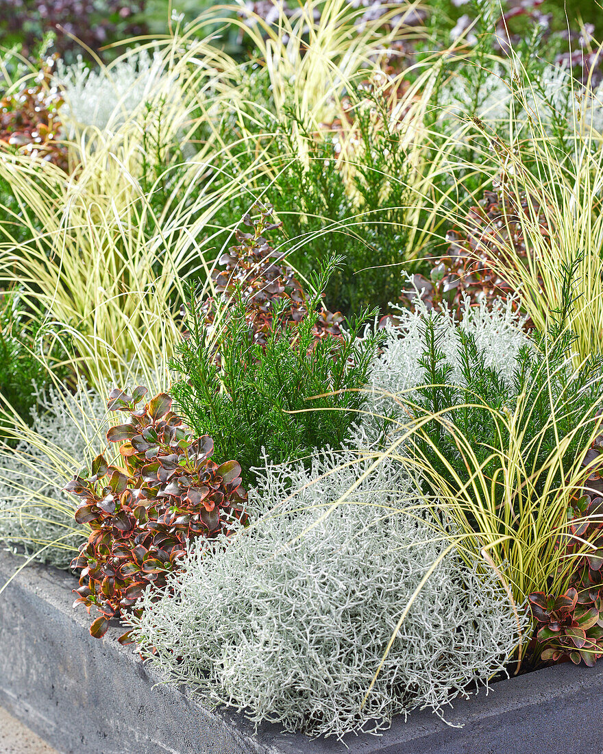 Mixed shrubs and perennials