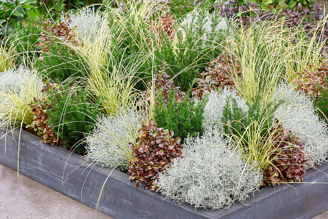 Mixed shrubs and perennials