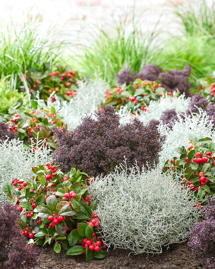 Mixed shrubs