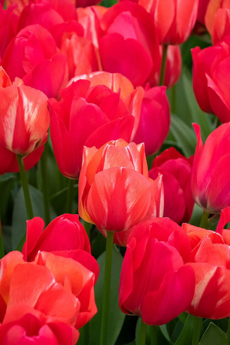 Tulipa Spryng, Spryng Break