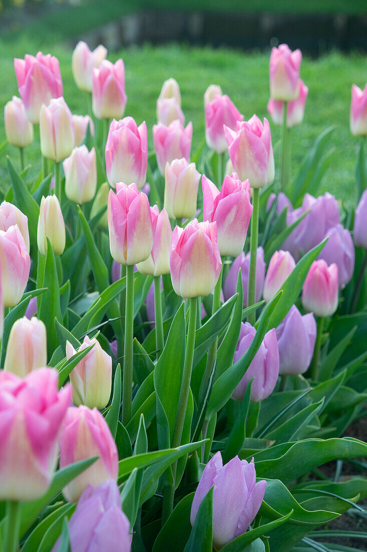 Pastel tulip combination