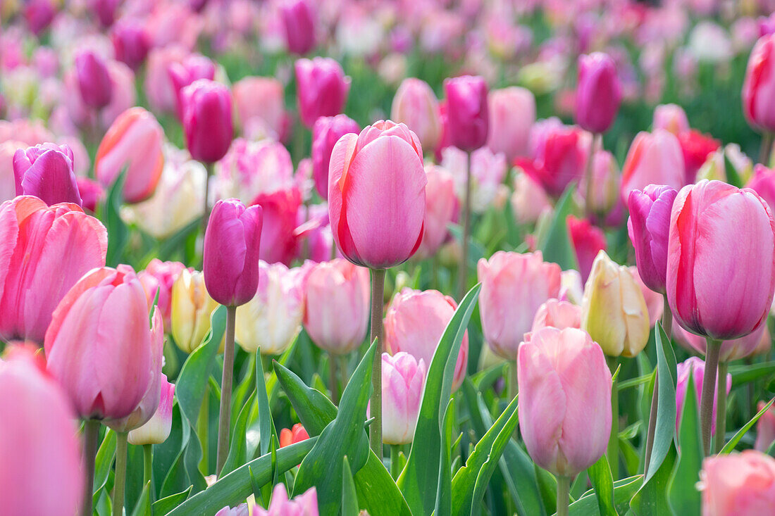 Mischung aus rosa Tulpen (Tulipa)