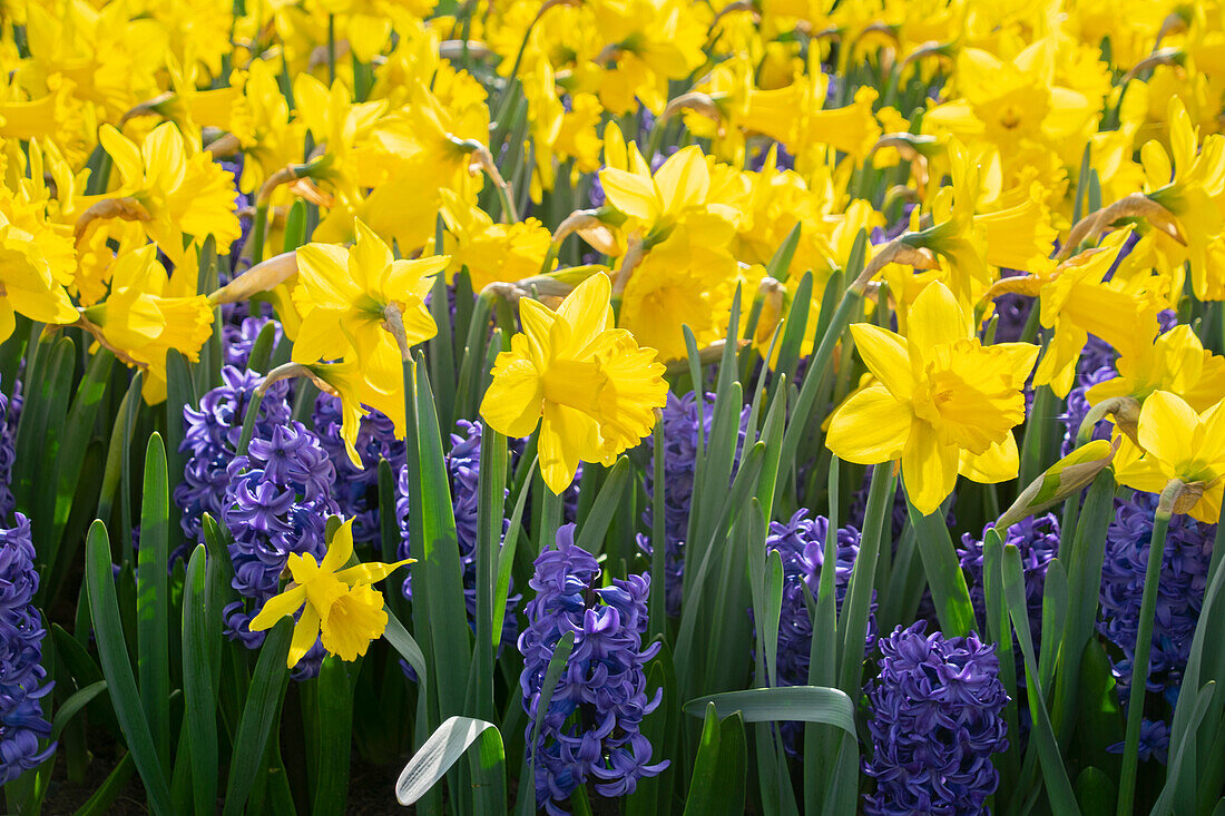 Narcissus Marieke, Hyacinthus Blue Star