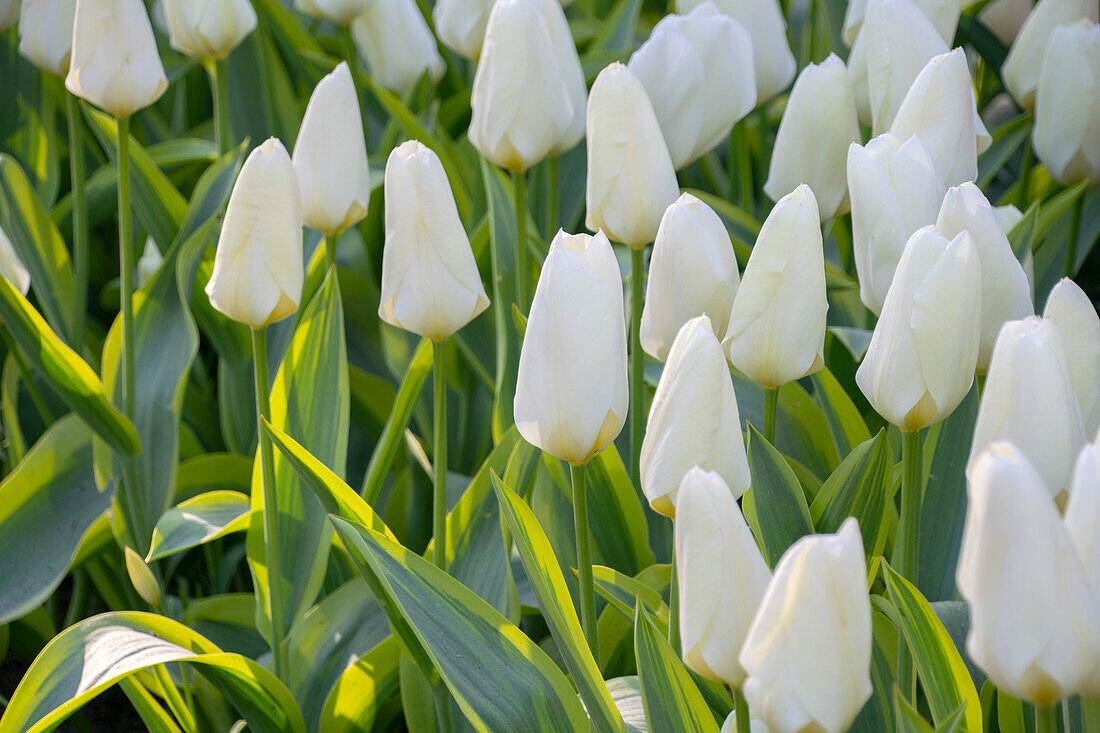 Tulpe (Tulipa) 'Purissima Blonde'