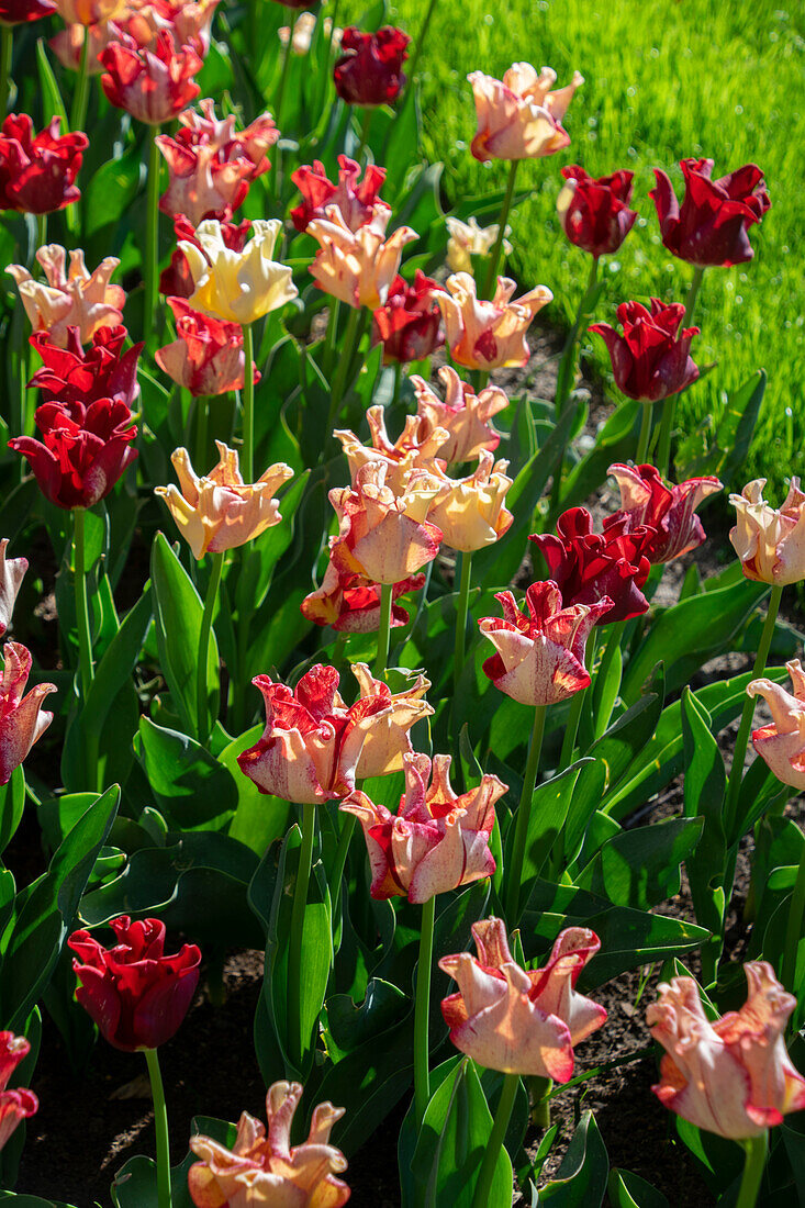 Tulipa Striped Crown