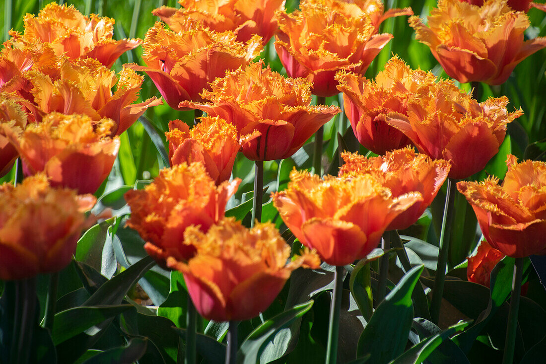 Tulipa Orange Passion