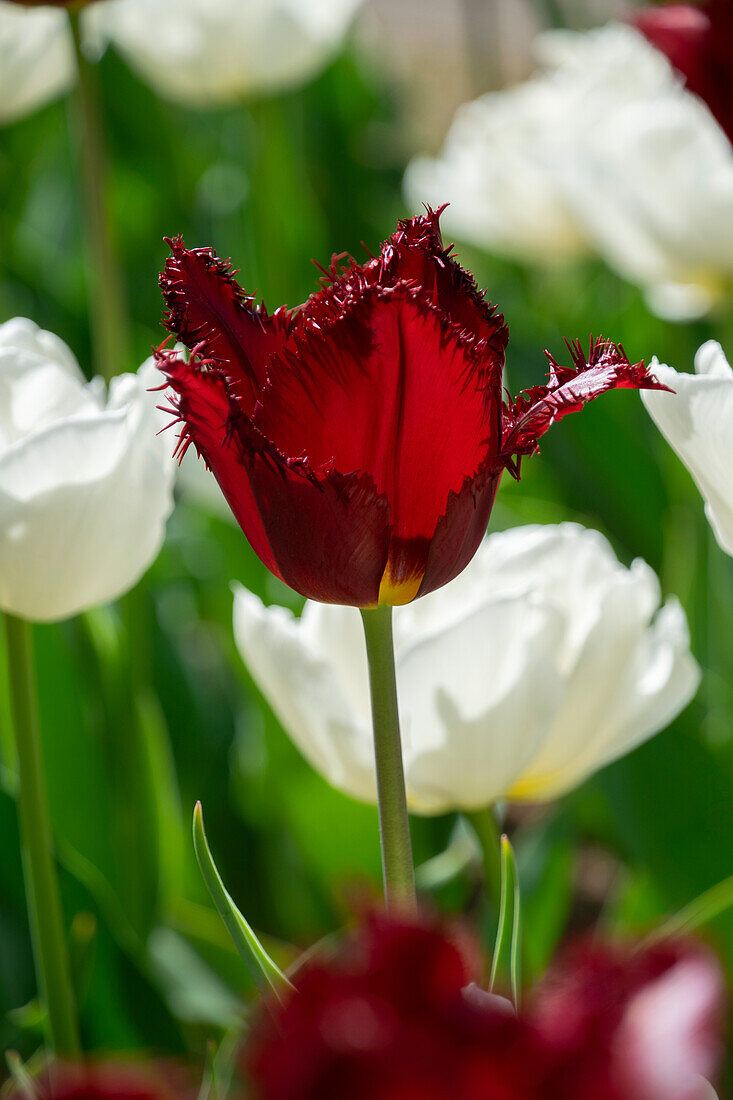 Tulipa Pacific Pearl