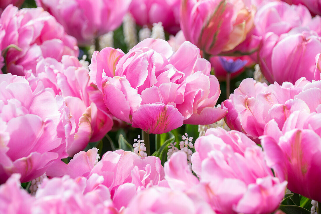 Gefüllte Tulpen (Tulipa), pink