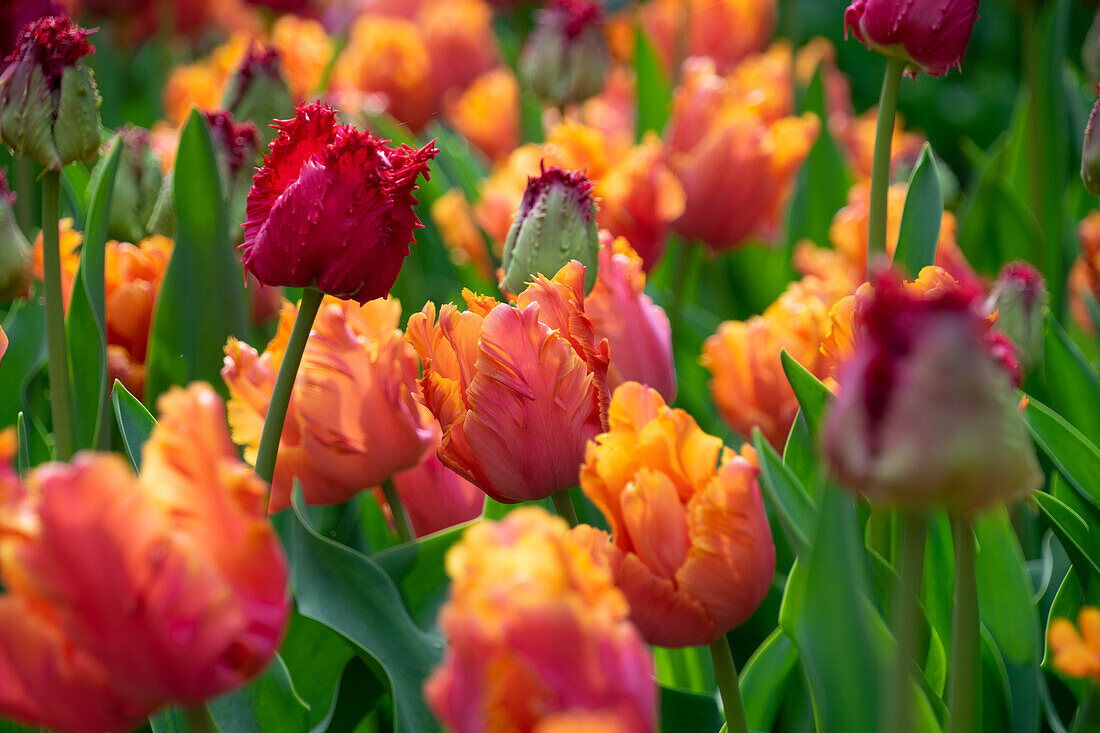 Tulpe (Tulipa) 'Amazing Parrot', 'Barbados'